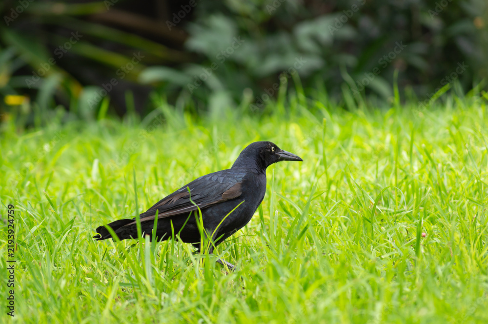 Fototapeta premium The great-tailed grackle or Mexican grackle is a medium-sized, highly social passerine bird native to North and South America.