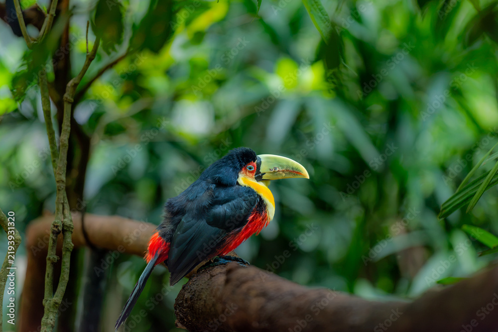 Obraz premium Colorful Aracari perched on a branch