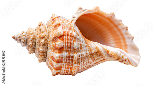Foto Detailed spiral seashell with orange and beige tones on black background, solate