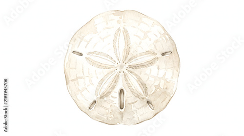 Vintage watercolor sand dollar illustration with delicate beige textures and coastal aesthetic.