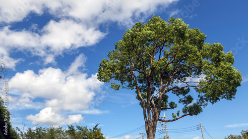 樹木と夏の空