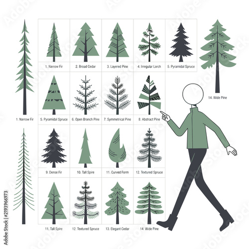 Conifer specimen collection chart with labeled tree species and illustrated people for scale