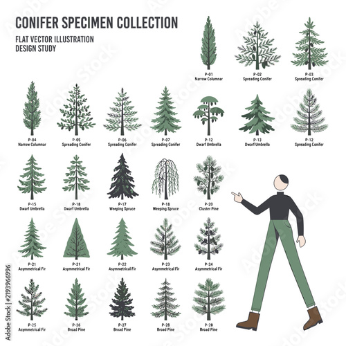 Conifer specimen collection showing labeled evergreen species with people illustrating tree scale
