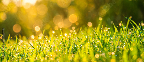 Fresh green grass with dew drops sparkling in golden morning light