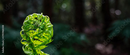 Bright green unfurling fern frond in a dark forest, shallow focus