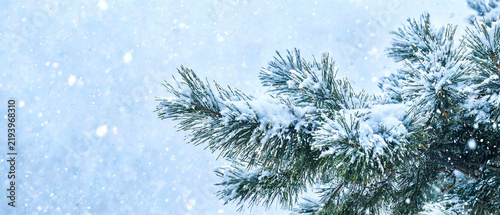 Pine tree branch covered in fresh snow with falling snowflakes