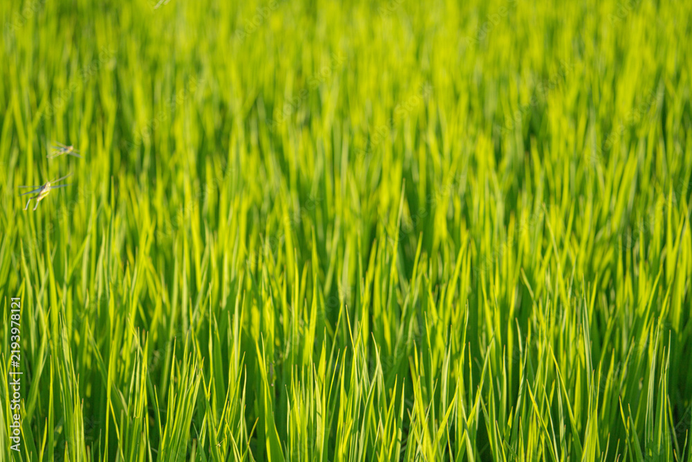 Fototapeta premium Green Rice Plants and Flying Dragonflies in a Summer Paddy Field