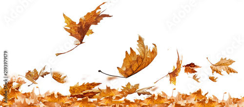 Bild auf Leinwand leaf leaves isolated autumn winter season background