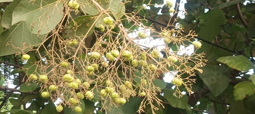 The selected region shows the developing green fruits and flower clusters of a teak tree (Tectona grandis).