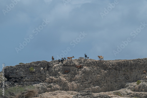 Goats silhouetted on a clifftop Aruba
