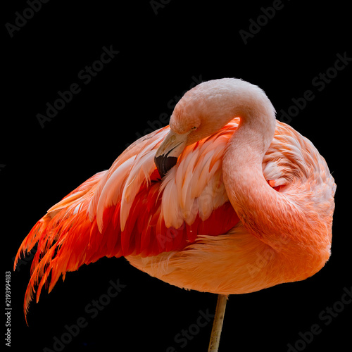 pink flamingo blance onone foot asleep