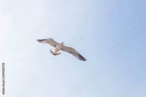 Foto A seagull with spread wings glides in flight against a light blue clear sky, showing its feathered wings and tail