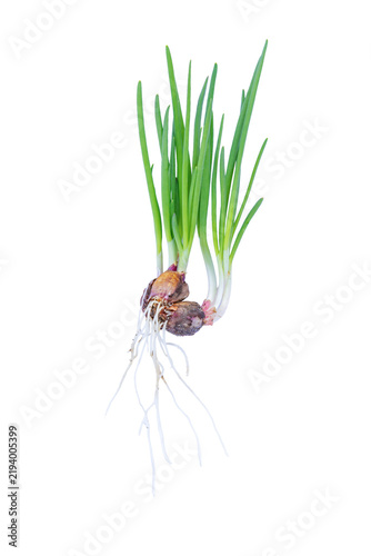 Fotografie Fresh organic green onion plant showing vibrant vitality with detailed white roo