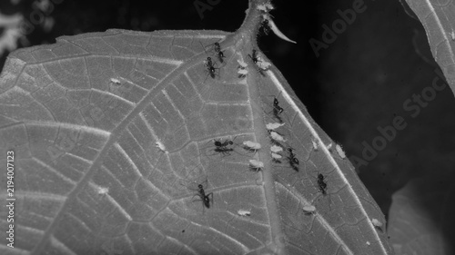 They gently stroke the aphids with their antennae to stimulate them to secrete the honeydew, which the ants take back to their colony. In exchange for the food, the ants act as protectors of aphids.