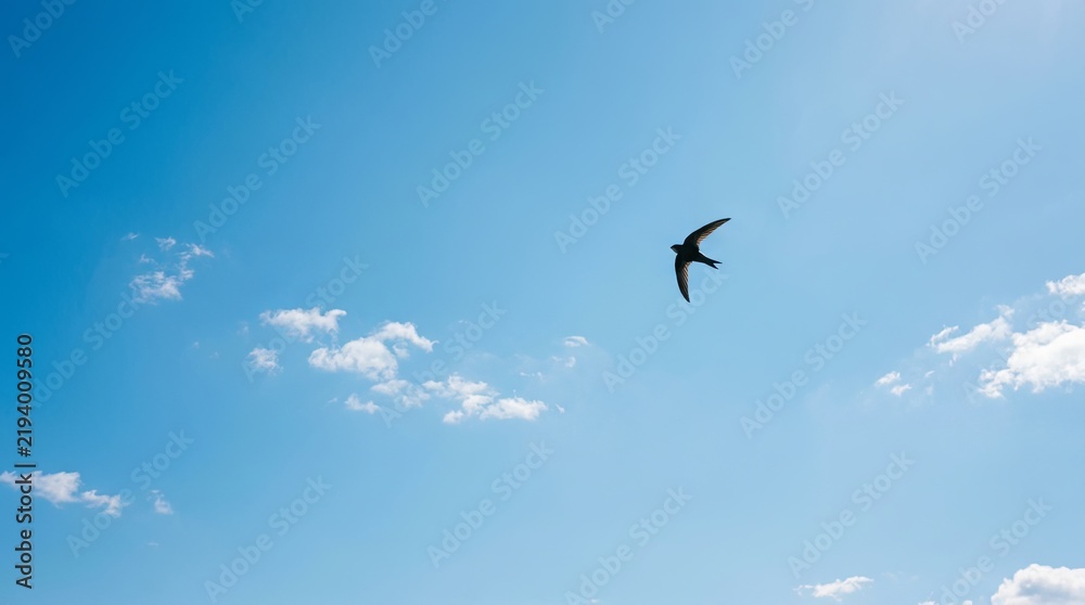 Obraz premium Seagull Flying in a Clear Blue Sky Above the Sea with White Clouds and Outstretched Wings Representing Freedom and Wild Nature