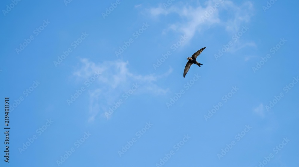 Fototapeta premium Seagull Flying in a Clear Blue Sky Above the Sea with White Clouds and Outstretched Wings Representing Freedom and Wild Nature