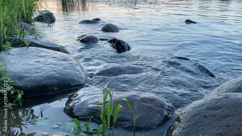 Calm river stream flowing over smooth dark wet rocks with green grass blades in shallow water, peaceful nature scene, fresh clear rippling water and gentle sunlight.