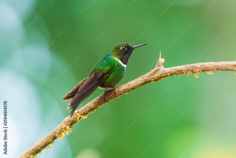 Obraz premium A male Gorgeted Sunangel hummingbird displaying its brilliant magenta-pink throat gorget, white chest band, and dark velvety plumage while perched on a lichen-covered branch in Ecuador.