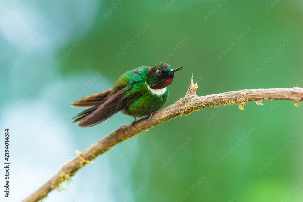 Obraz premium A male Gorgeted Sunangel hummingbird displaying its brilliant magenta-pink throat gorget, white chest band, and dark velvety plumage while perched on a lichen-covered branch in Ecuador.