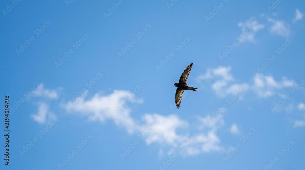 Obraz premium Seagull Flying in a Clear Blue Sky Above the Sea with White Clouds and Outstretched Wings Representing Freedom and Wild Nature
