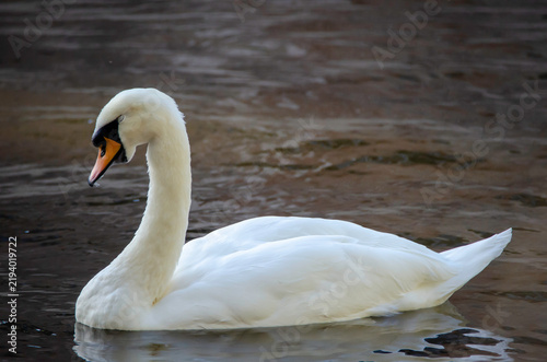 Photography White swan in a natural setting, displaying elegance, light plumage, and a serene posture, highlighting the bird's beauty and the tranquility of the surrounding landscape