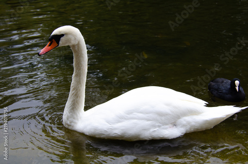 Photography White swan in a natural setting, displaying elegance, light plumage, and a serene posture, highlighting the bird's beauty and the tranquility of the surrounding landscape