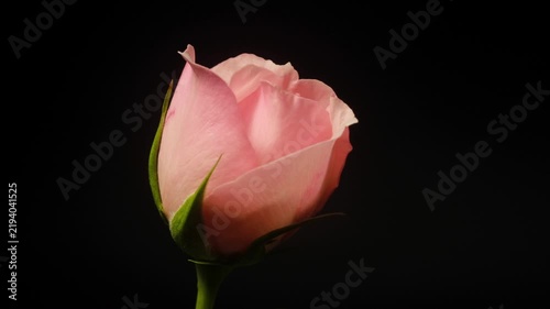 Beautiful rose flower blooming time lapse isolated on black background.