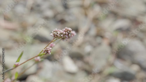 Pink flowers of persicaria