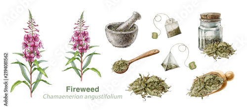 Fireweed herbal set with flowering plant, dry leaves, teabag, mortar, spoon isolated. Fireweed medicinal plant collection hand painted watercolor illustration for wellness, tea and apothecary products
