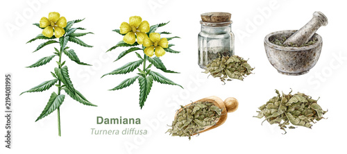 Damiana herbal set with flowering plant, dried leaves, mortar and spoon isolated. Turnera diffusa medicinal plant set hand painted watercolor illustration for wellness, tea and apothecary products.