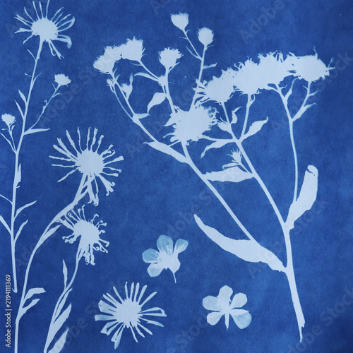 Obraz na płótnie cyanotype, cyanotype plant print, sun-kissed print, blue print, flower print, fl