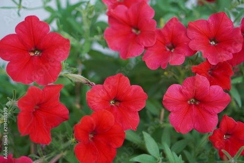 red hibiscus flower