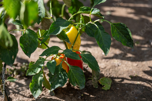 Canvastavla Yellow, orange and red sweet peppers (Capsicum annuum) ripening on a plant in a vegetable garden, showing colorful homegrown produce ready for harvest
