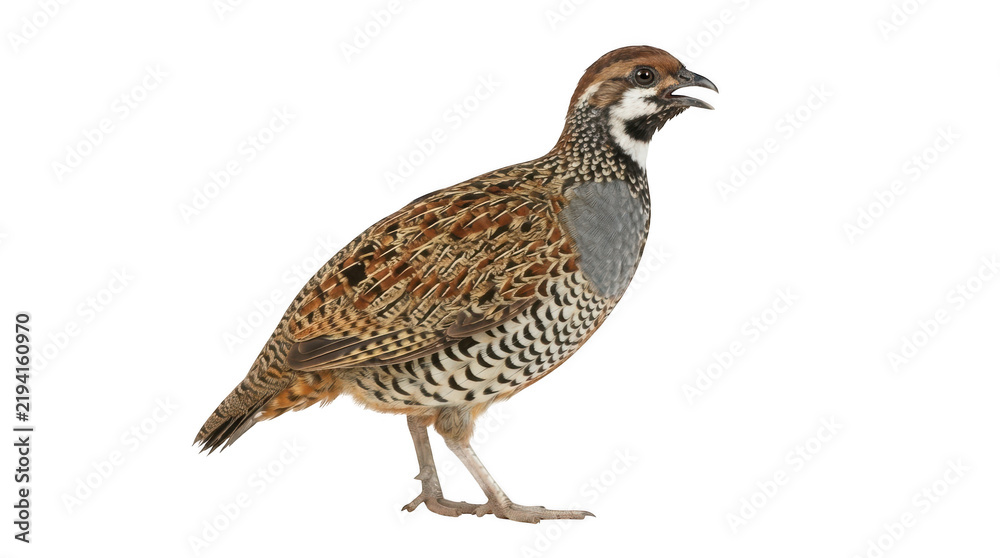 Obraz premium A male chinese francolin bird standing in profile, isolated on transparent background