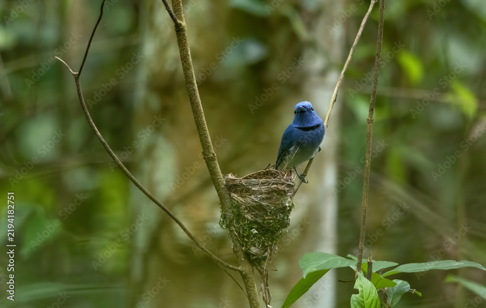 Fototapeta premium A Black-naped Monarch is sitting on a branch. 