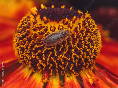 A small woodlouse crawling on the centre of a Helenium flower