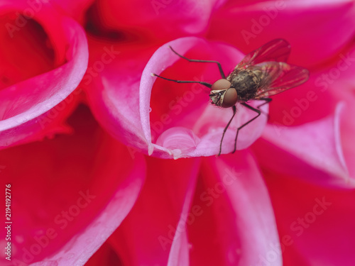 Quadro su tela A common housefly 'Muscidae' resting on the pink petals of a Dahlia flower