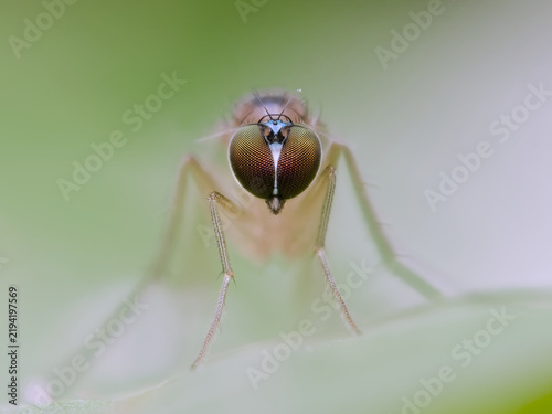 Obraz na płótnie Medetera flies perched on the leaf