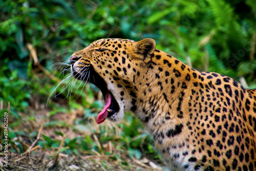 Canvas Print Yawning of a common leopard .