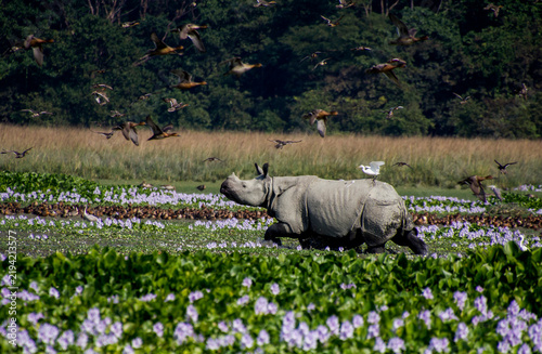 Canvas Print A one horn rhino is walking in a swallow lake.