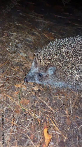 Hedgehog walking at night.