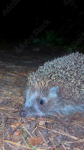 Hedgehog walking at night.