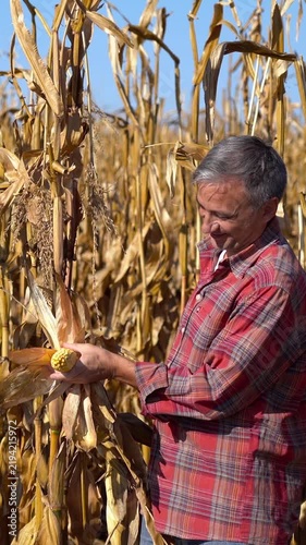 Happy middle-aged farmer checks corn ripeness, then photographs a mature corn cob from several angles with a smartphone for crop documentation on a sunny October day.