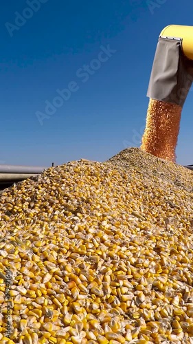 Vertical shot of a full corn trailer as a combine auger unloads grain while farmer hands repeatedly pour yellow kernels onto the pile under a bright blue sky. Corn harvesting.