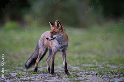 Quadro su tela Urban fox hiding beside a wall in a city environment, showing wildlife adaptation and coexistence with human urban habitats