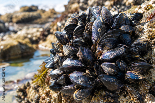 wild mussels on rocks