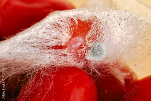 Foto Mold Growing on Tomatoes