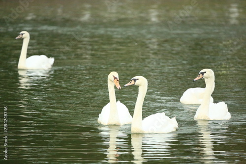 Black Swan and White Swans Swimming Elegantly on Calm Water Surface