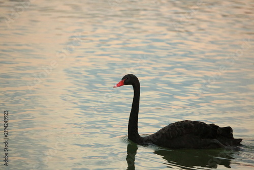 Black Swan and White Swans Swimming Elegantly on Calm Water Surface