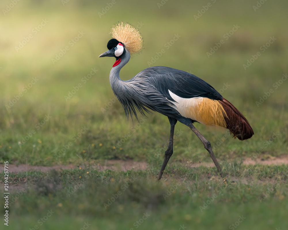 Obraz premium Black crowned crane in Masai Mara